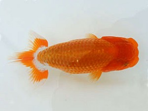 広島錦鱗会　取締一　玉川員治