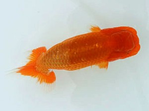 広島錦鱗会　取締二　松尾正親