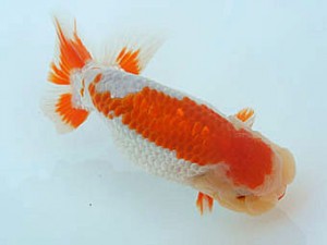 広島錦鱗会　西大関　梅山典雄