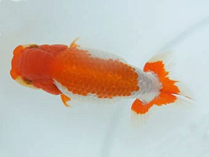 広島錦鱗会　立行司　佐々木潤一