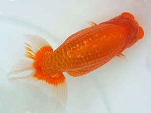 広島錦鱗会　取締一　堀谷博之