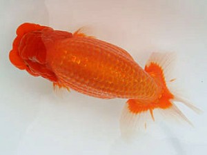 広島錦鱗会　取締二　堀谷博之