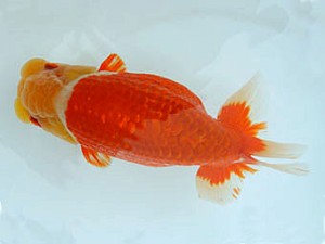 広島錦鱗会　東大関　藤原照輝