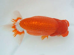 広島錦鱗会　西大関　梅山典雄