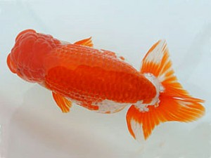 広島錦鱗会　立行司　八方洋子