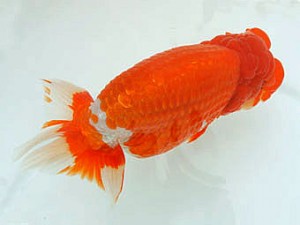 広島錦鱗会　取締一　梅山典雄