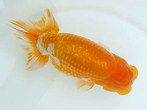 広島錦鱗会　取締二　松尾正親