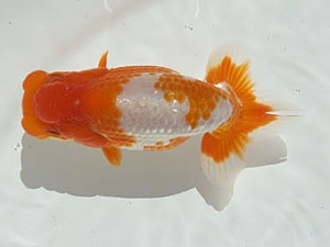 甲斐らんちう会 東大関 山梨 小山徹志 甲斐らんちう会 東大関 山梨 小山徹志