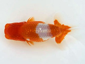 甲斐らんちう会 西大関 山梨 小山徹志 甲斐らんちう会 西大関 山梨 小山徹志