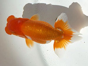 甲斐らんちう会 東取締 愛知 山田芳人 甲斐らんちう会 東取締 愛知 山田芳人