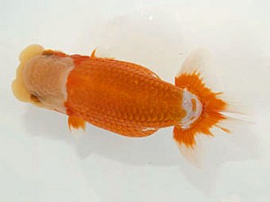 甲斐らんちう会 東大関 沼津 小澤忠幸 甲斐らんちう会 東大関 沼津 小澤忠幸