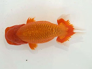 甲斐らんちう会 西大関 沼津 渡邊崇光 甲斐らんちう会 西大関 沼津 渡邊崇光