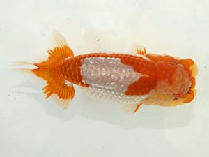 甲斐らんちう会 立行司 山梨 五味 巧 甲斐らんちう会 立行司 山梨 五味 巧