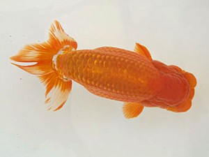 甲斐らんちう会 東取締 山梨 小山徹志 甲斐らんちう会 東取締 山梨 小山徹志