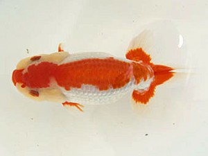 甲斐らんちう会 西取締 山梨 丸山佳秀 甲斐らんちう会 西取締 山梨 丸山佳秀