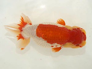 甲斐らんちう会 東大関 沼津 渡邊崇光 甲斐らんちう会 東大関 沼津 渡邊崇光