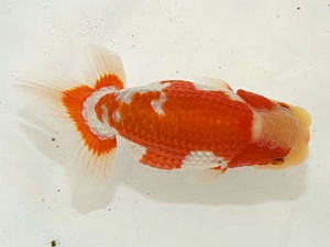 甲斐らんちう会 西大関 山梨 五味 巧 甲斐らんちう会 西大関 山梨 五味 巧