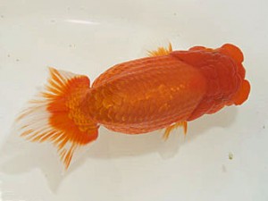 甲斐らんちう会 立行司 山梨 五味 巧 甲斐らんちう会 立行司 山梨 五味 巧