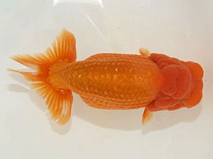 甲斐らんちう会 東取締 三重 山口広隆 甲斐らんちう会 東取締 三重 山口広隆