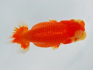 観栄らんちう会 東勧進元　杉本雅俊　沼津市