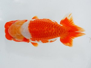 観栄らんちう会 西勧進元　庄村　清　甲州市