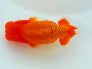 観栄らんちう会 行司一　御手洗逸夫　三島市