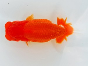 観栄らんちう会 行司二　松田　勝　仙台市