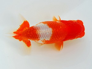 観栄らんちう会 行司三　小山徹志　中央市