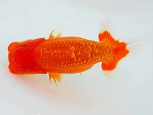 観栄らんちう会 東脇行司　小山徹志　中央市