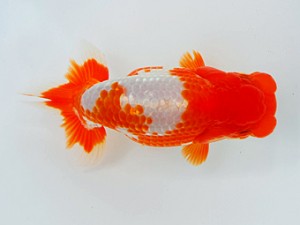 観栄らんちう会　西大関　小山徹志　中央市