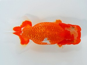 観栄らんちう会　立行司　渡辺祟光　沼津市