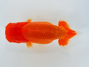 観栄らんちう会　東取締　小澤忠幸　沼津市