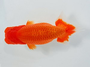 観栄らんちう会　西取締　杉浦久敏　豊橋市
