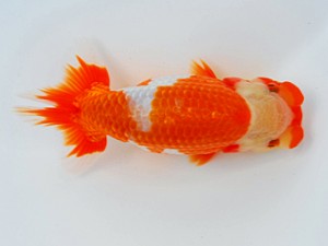 観栄らんちう会 東関脇　松本好考　四国中央市