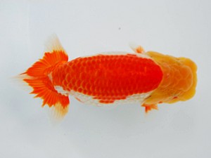 観栄らんちう会 西関脇　影山　繁　沼津市