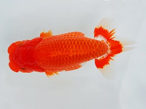 観栄らんちう会 東小結　田中孝俊　むつ市