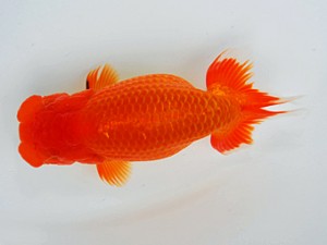 観栄らんちう会 西小結　渡辺祟光　沼津市