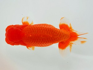 観栄らんちう会　東大関　伊藤孝広　犬山市