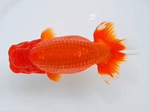 観栄らんちう会　西大関　藤川賢二　横浜市