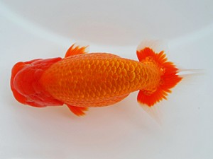 観栄らんちう会　立行司　本田守雄　伊豆の国市