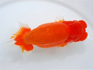 観栄らんちう会　東取締　松田　勝　仙台市