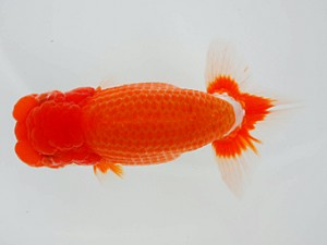 観栄らんちう会　西取締　中川晶洋　富士市
