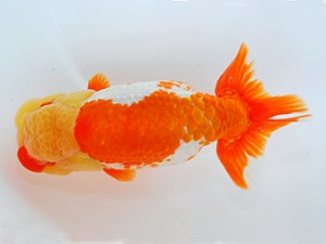 観栄らんちう会　山口広隆　津市