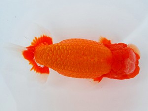 観栄らんちう会　西大関　和井内貴久　八戸市