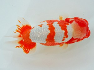 観栄らんちう会　立行司　五十嵐　稔　千葉市