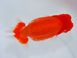 観栄らんちう会　東取締　高橋和敬　石巻市