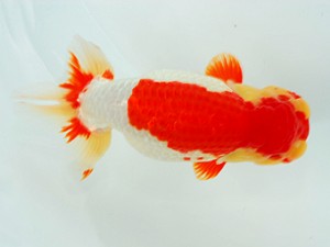 観栄らんちう会　西取締　渡辺祟光　沼津市