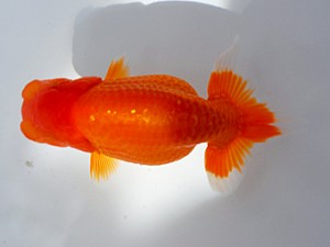 観魚会 東大関　坂場克身