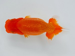 観魚会 勧進元一　斉藤　博