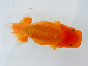 観魚会 勧進元二　高地辰夫